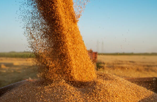 穀物を収穫するイメージ